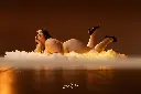 _MG_6676-Modifier.webp